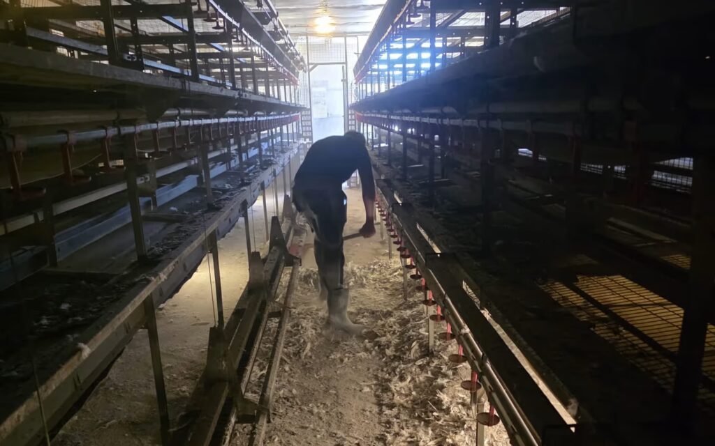 Reinigung eines Geflügelstalls